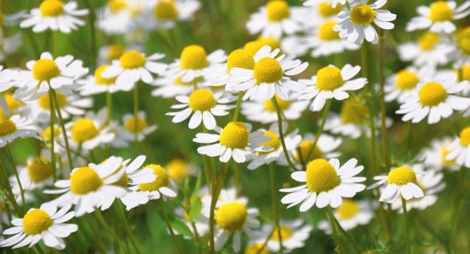 TOP THERAPEUTIC CHAMOMILE BENEFITS FOR SKIN