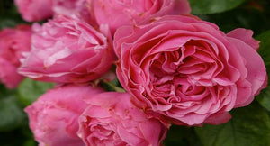 NATURAL AND BEAUTIFUL: BENEFITS OF ROSE WATER